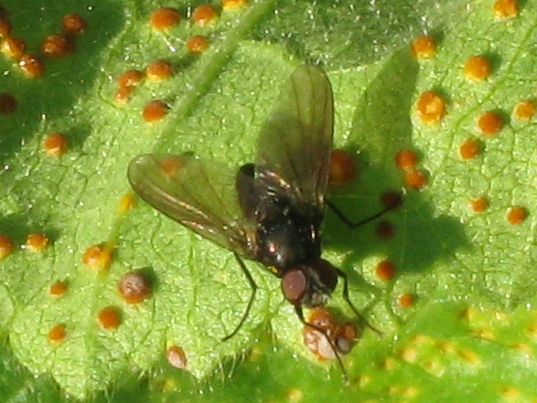 Hebecnema  sp.  (Muscidae)