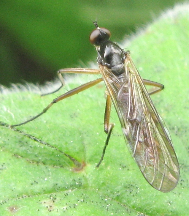 Brachystoma vesiculosum M  (Brachystomatidae)