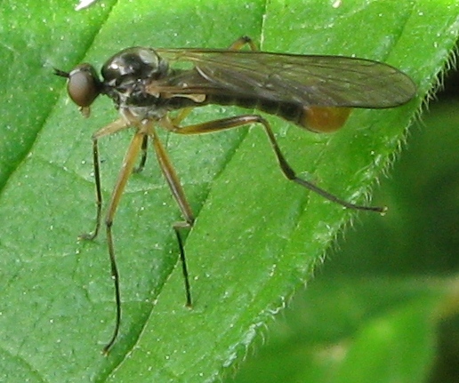 Brachystoma vesiculosum M  (Brachystomatidae)
