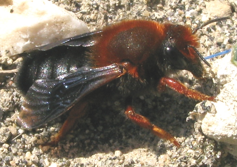 femmina di Chalicodoma siculum