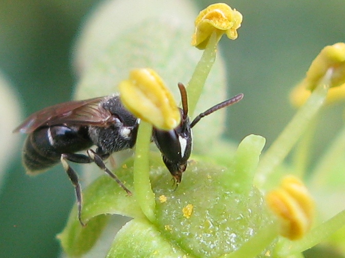 Hylaeus sp. (Apidae Colletinae)
