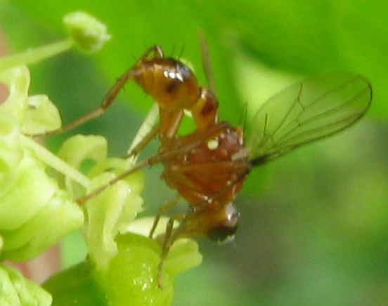Sepsis lateralis M (Sepsidae)