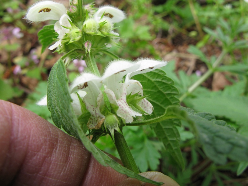 Lamium flexuosum / Falsa ortica flessuosa