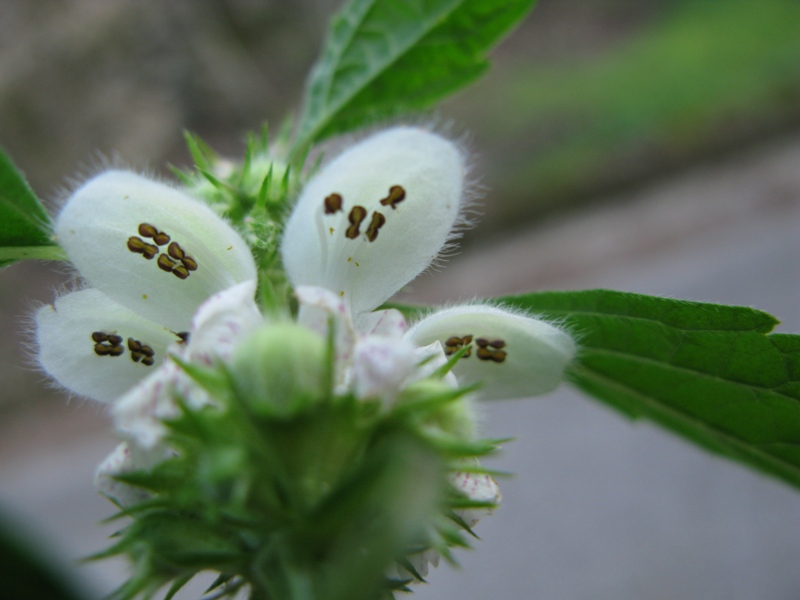 Lamium flexuosum / Falsa ortica flessuosa