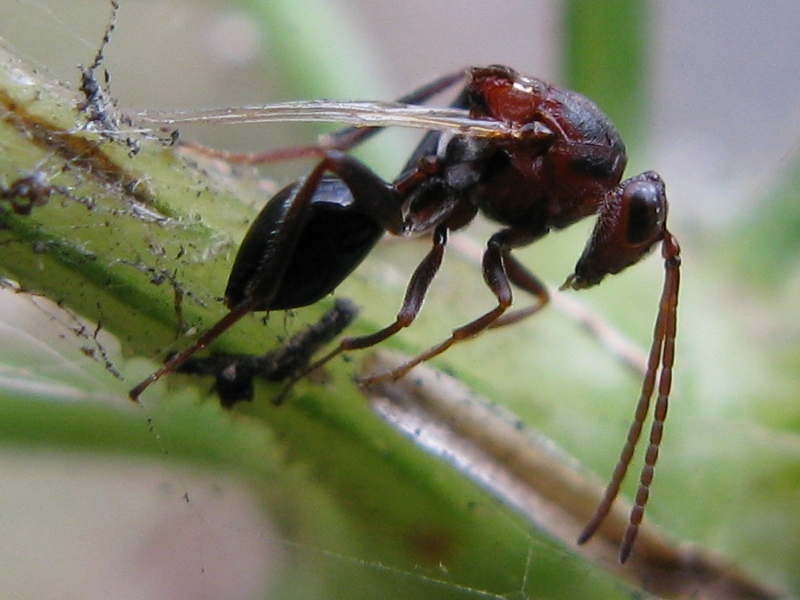 Braconidae ??? Figitidae !!!