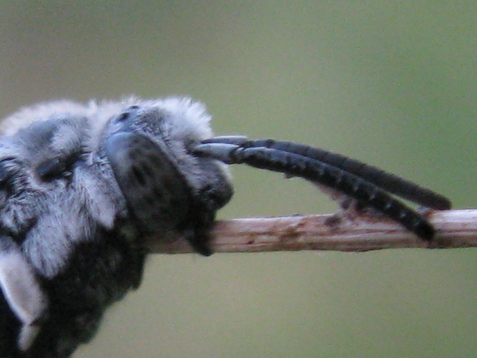 bella addormentata; Thyreus sp. (Apidae Anthophorinae)