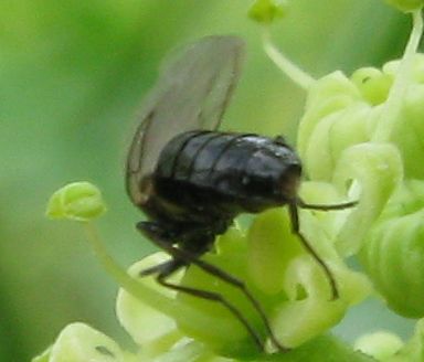 Scatopsidae.