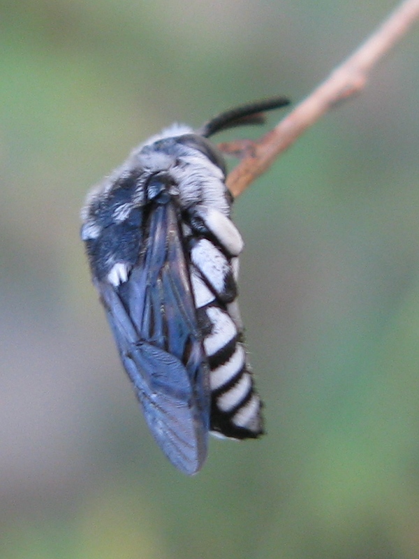 bella addormentata; Thyreus sp. (Apidae Anthophorinae)