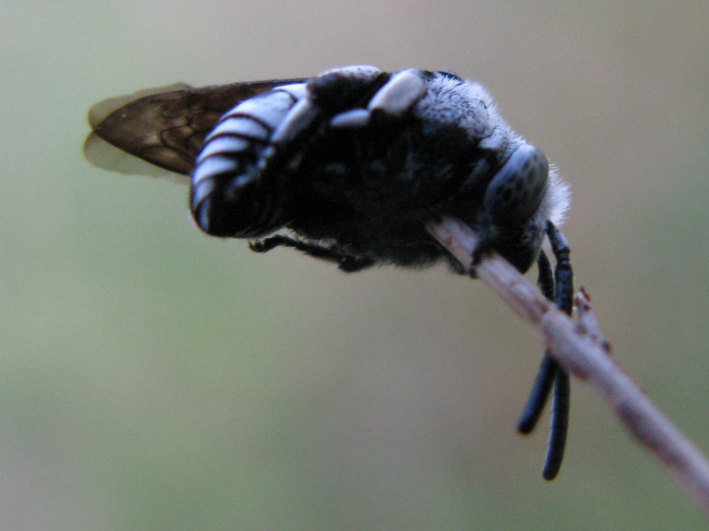 bella addormentata; Thyreus sp. (Apidae Anthophorinae)