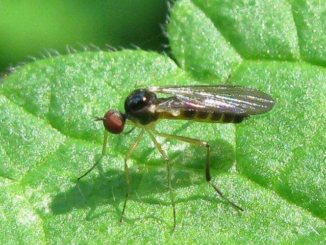Hybotidae