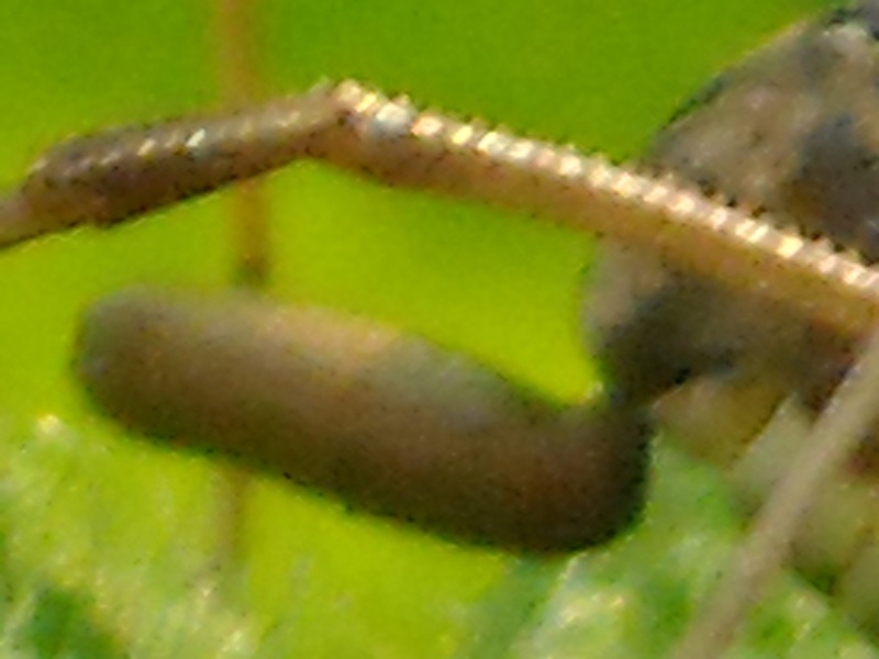 Opilionide Napoli/Caserta: Metaphalangium sp.
