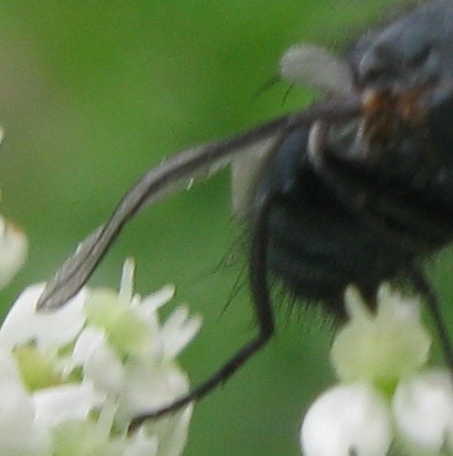 Calliphora vicina M (Calliphoridae)