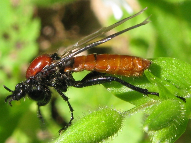 Bibionidae...