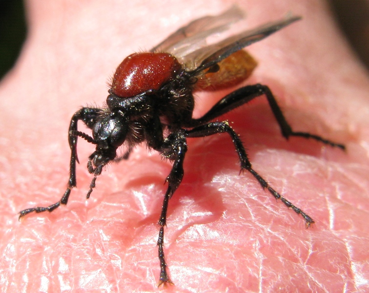 Bibionidae...