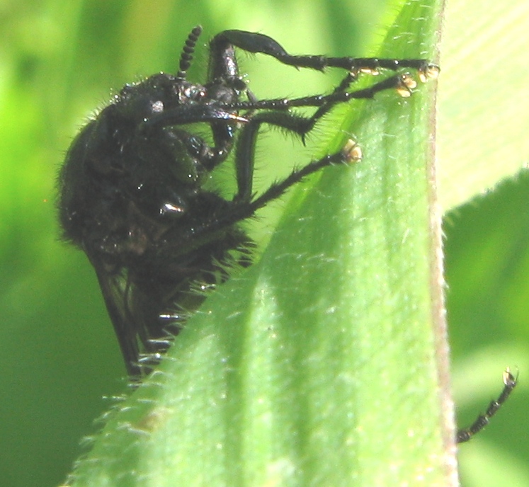 Bibionidae...