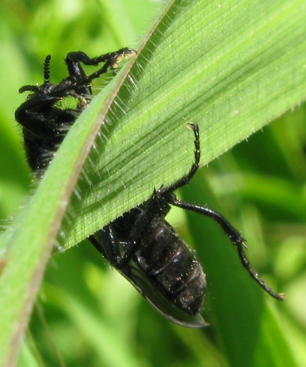 Bibionidae...