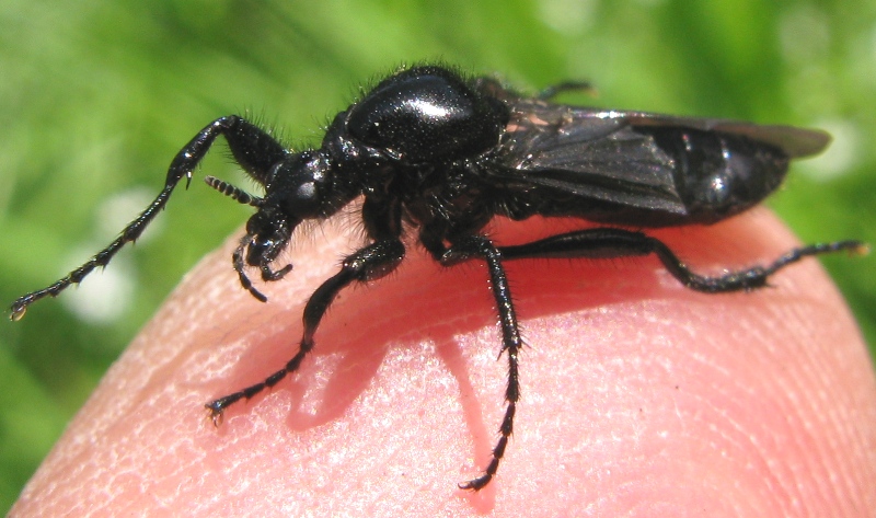 Bibionidae...
