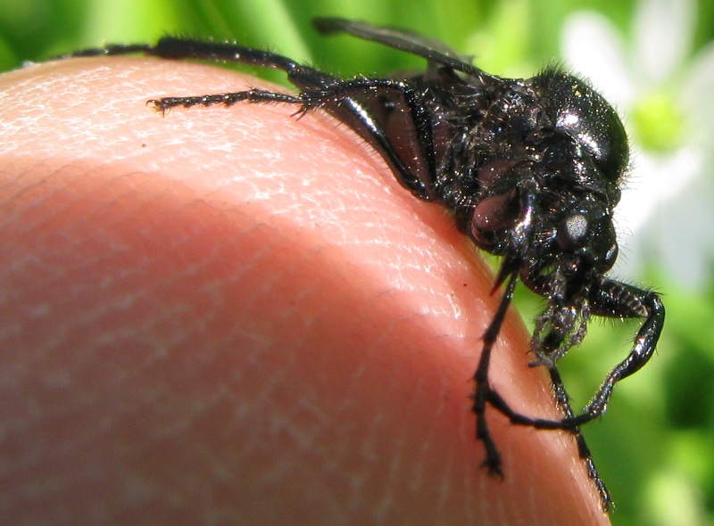 Bibionidae...