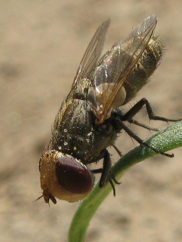 Miltogramma sp. (Sarcophagidae)
