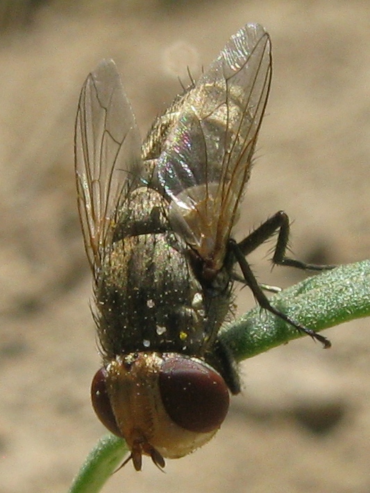 Miltogramma sp. (Sarcophagidae)