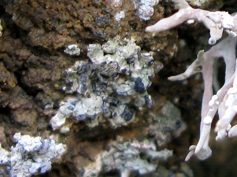 Roccella phycopsis - Lichene di Procida