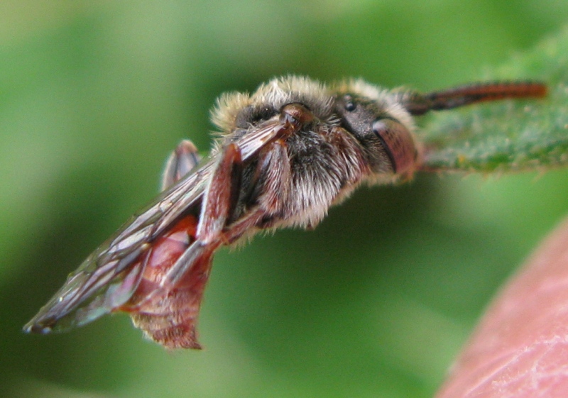 femmina di Nomada femoralis addormentata