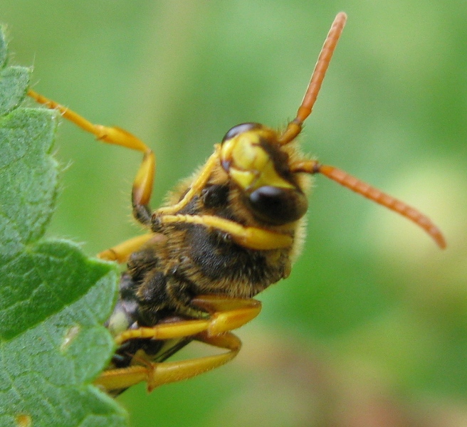 Nomada sp.