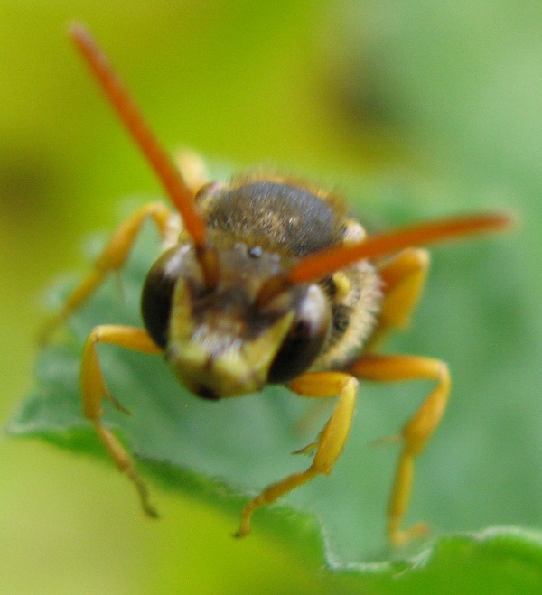 Nomada sp.