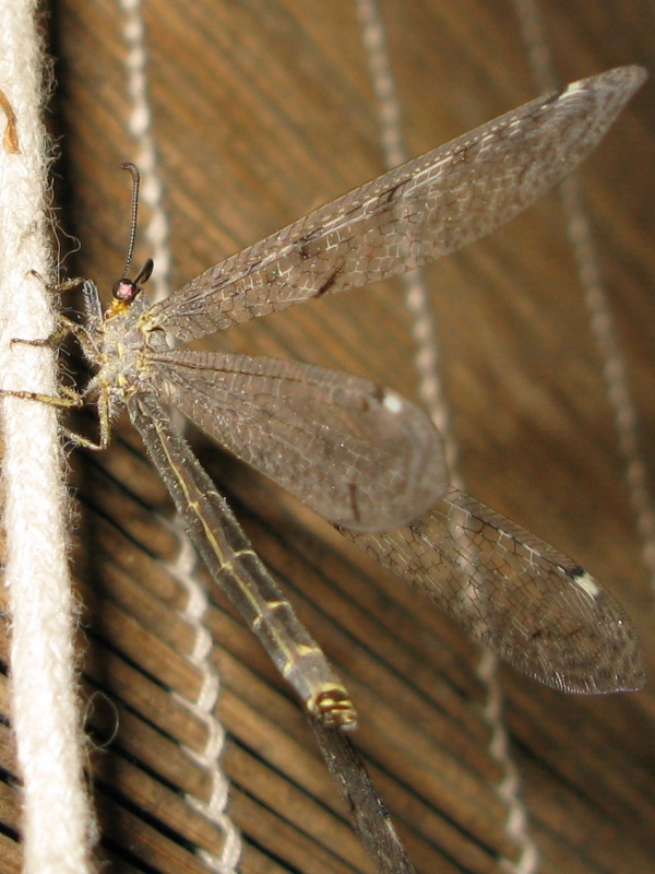 Distoleon tetragrammicus