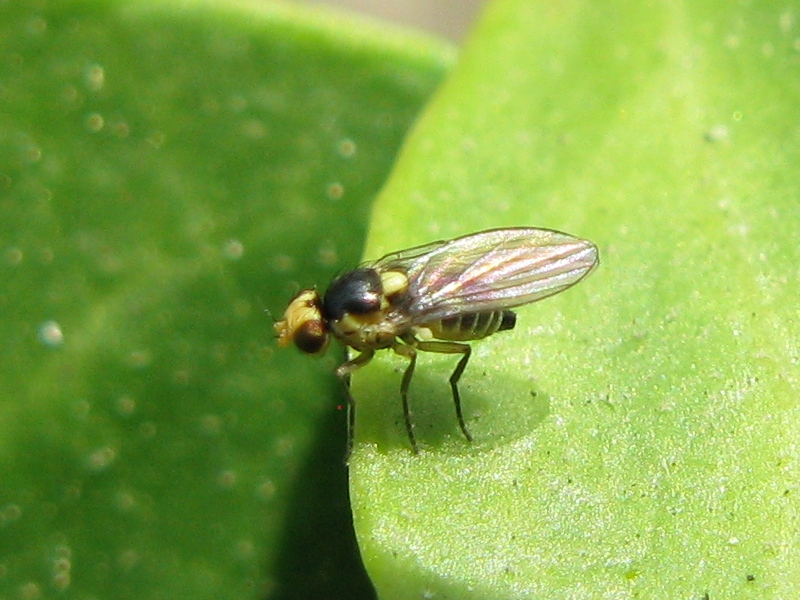 Liriomyza sp. (Agromyzidae)
