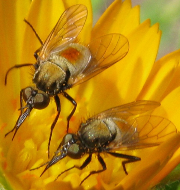 Sul Vesuvio: Usia versicolor M e F (Bombyliidae)