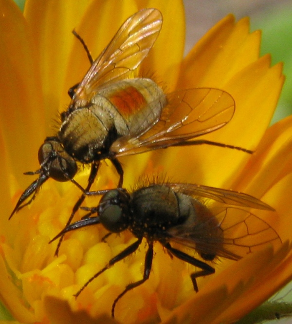 Sul Vesuvio: Usia versicolor M e F (Bombyliidae)