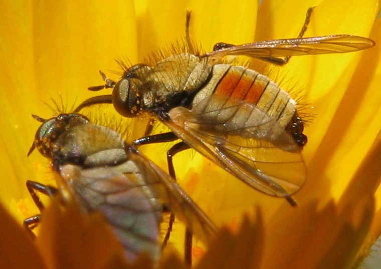 Sul Vesuvio: Usia versicolor M e F (Bombyliidae)