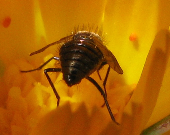 Sul Vesuvio: Usia versicolor M e F (Bombyliidae)