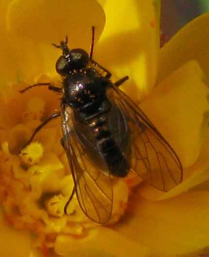 Sul Vesuvio: Usia versicolor M e F (Bombyliidae)