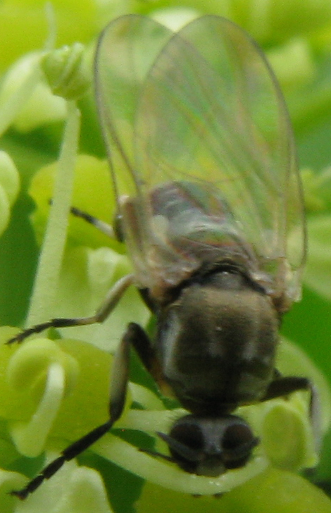Simuliidae, femmina