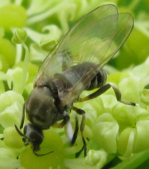 Simuliidae, femmina