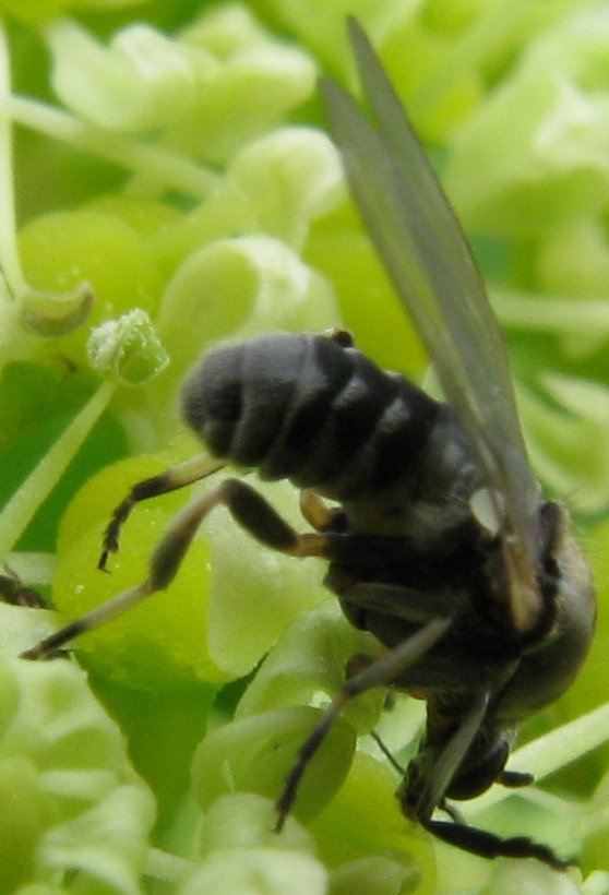 Simuliidae, femmina