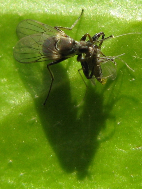 Crossopalpus sp. probabile C. humilis (Hybotidae)