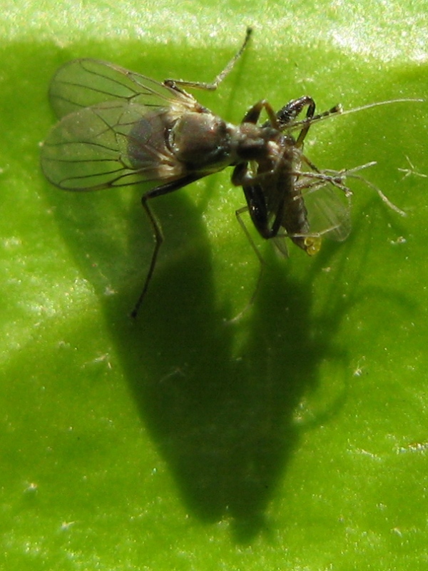 Crossopalpus sp. probabile C. humilis (Hybotidae)