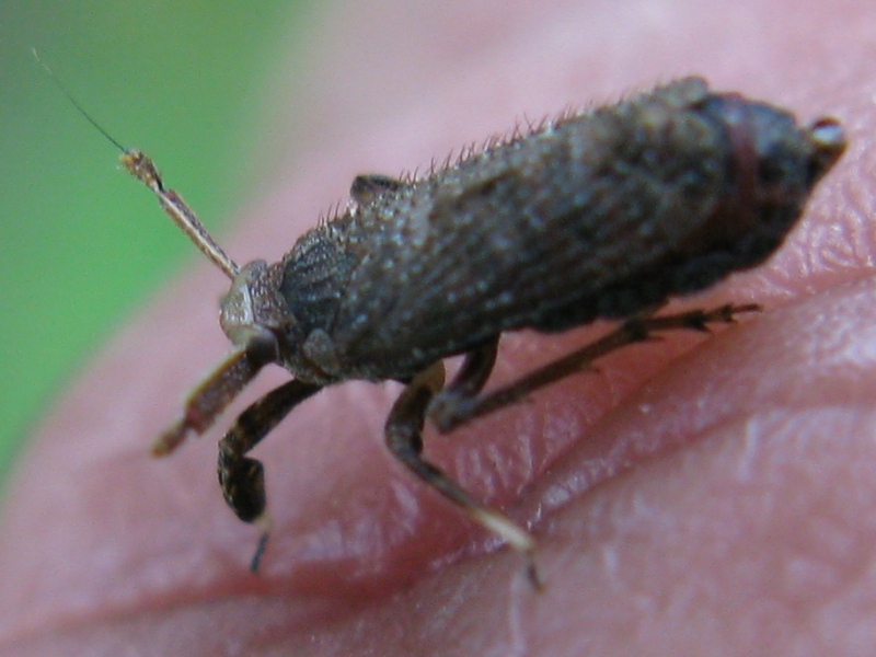 Delphacidae Asiraca clavicornis