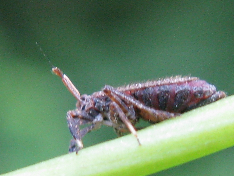 Delphacidae Asiraca clavicornis