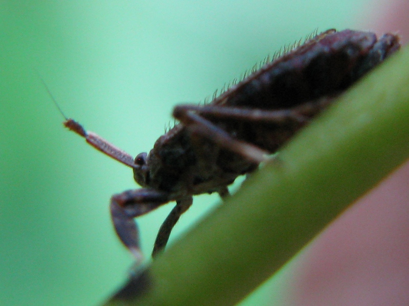 Delphacidae Asiraca clavicornis