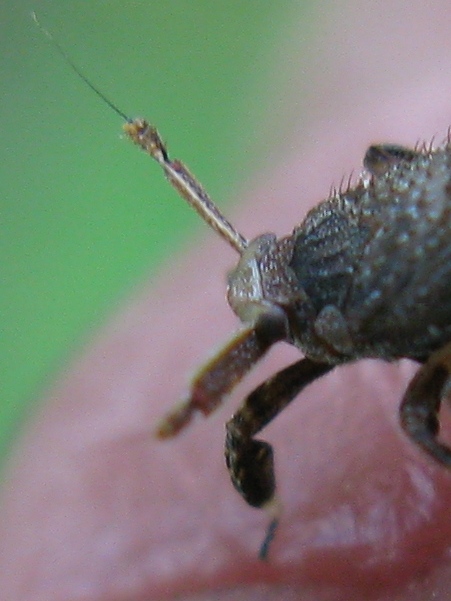 Delphacidae Asiraca clavicornis