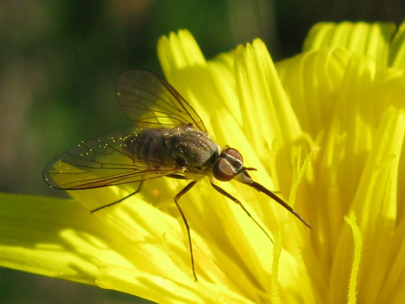 Phthiria sp,  F (Bombyliidae)