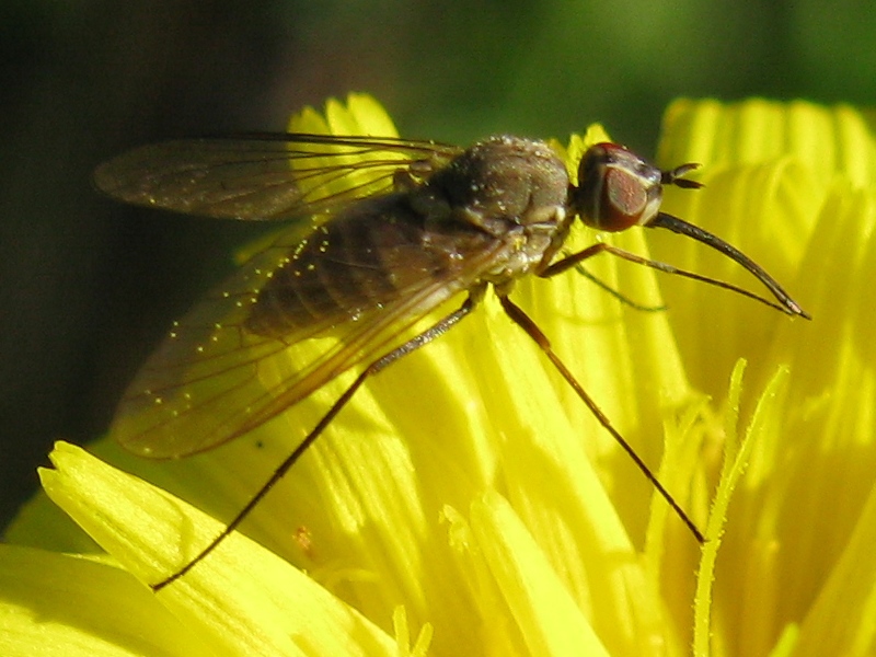 Phthiria sp,  F (Bombyliidae)