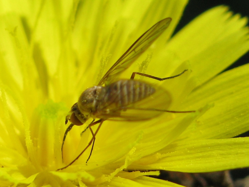 Phthiria sp,  F (Bombyliidae)
