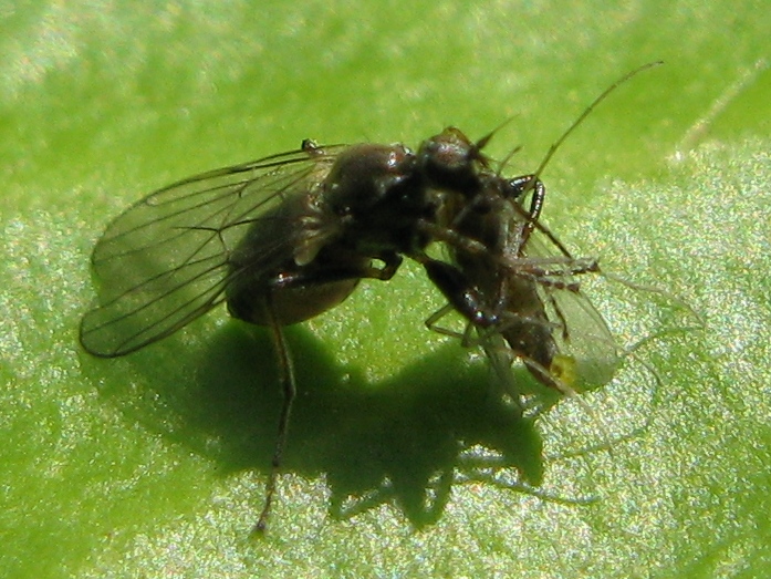 Crossopalpus sp. probabile C. humilis (Hybotidae)