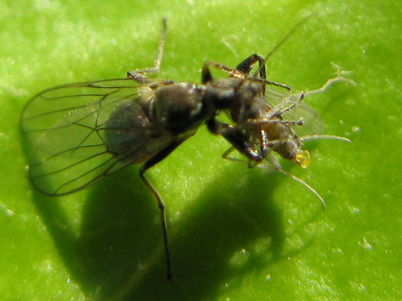 Crossopalpus sp. probabile C. humilis (Hybotidae)