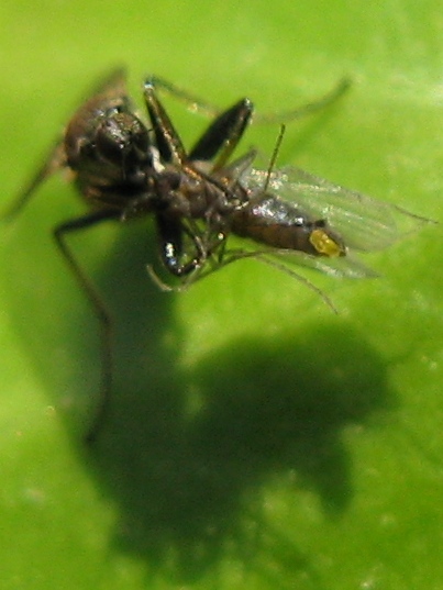 Crossopalpus sp. probabile C. humilis (Hybotidae)